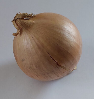 Cebula żółta, onion net-profit